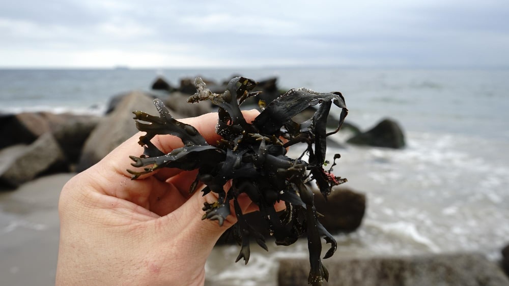 Savonnerie de Ré produits marins