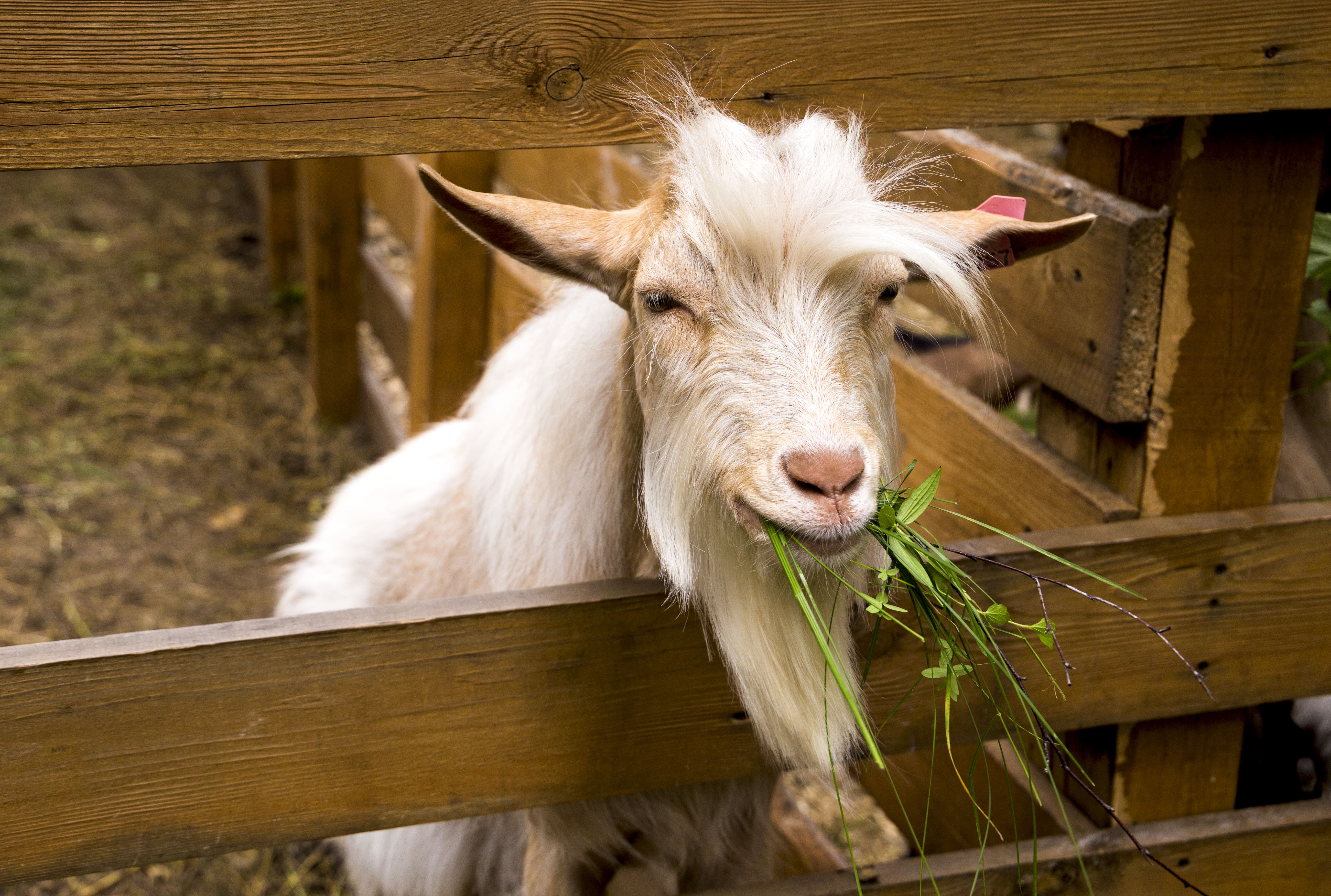 Chèvres de la ferme : la garantie d'un ingrédient pur.