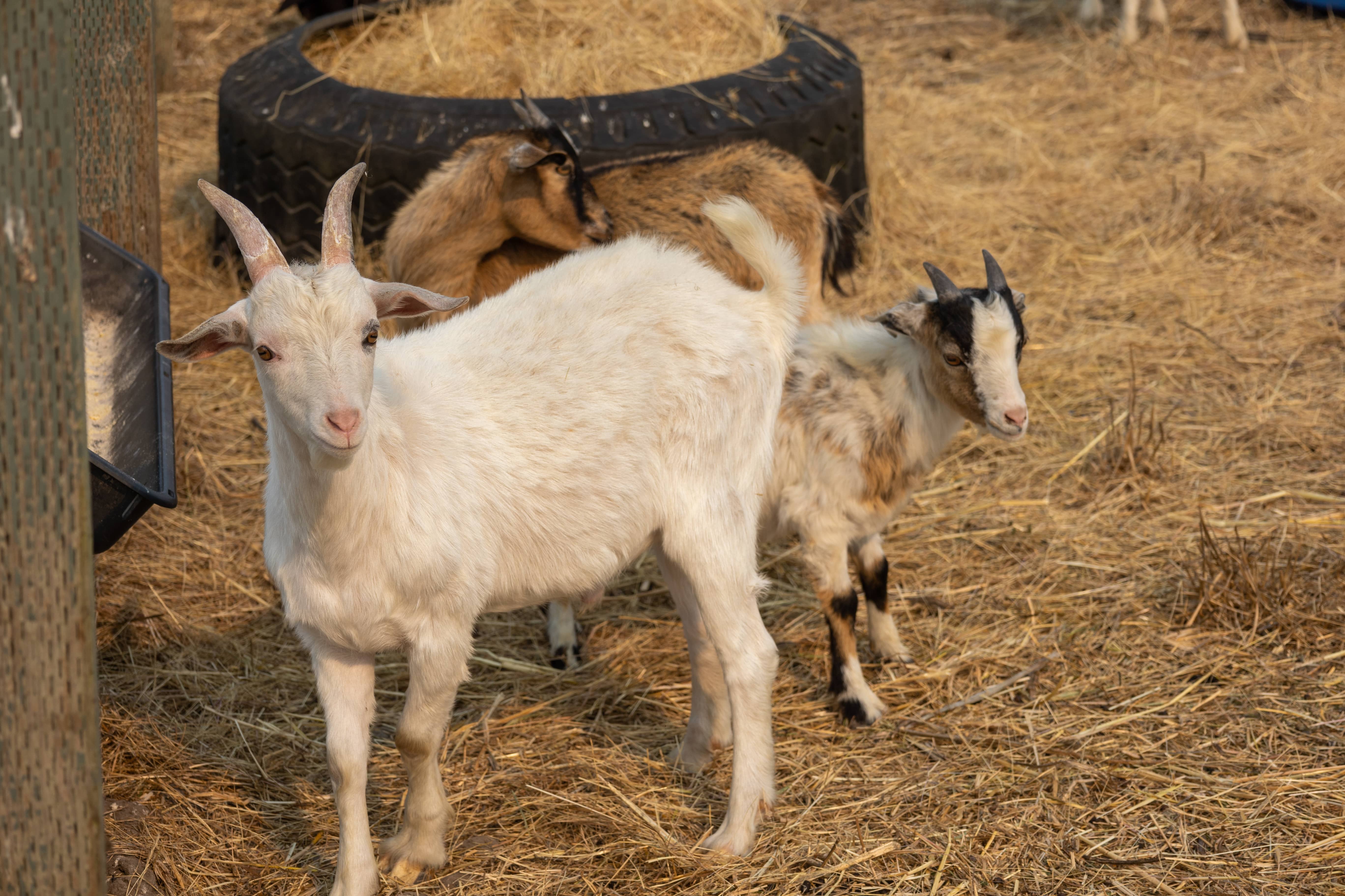 des-moutons-dans-un-champ-min.jpg