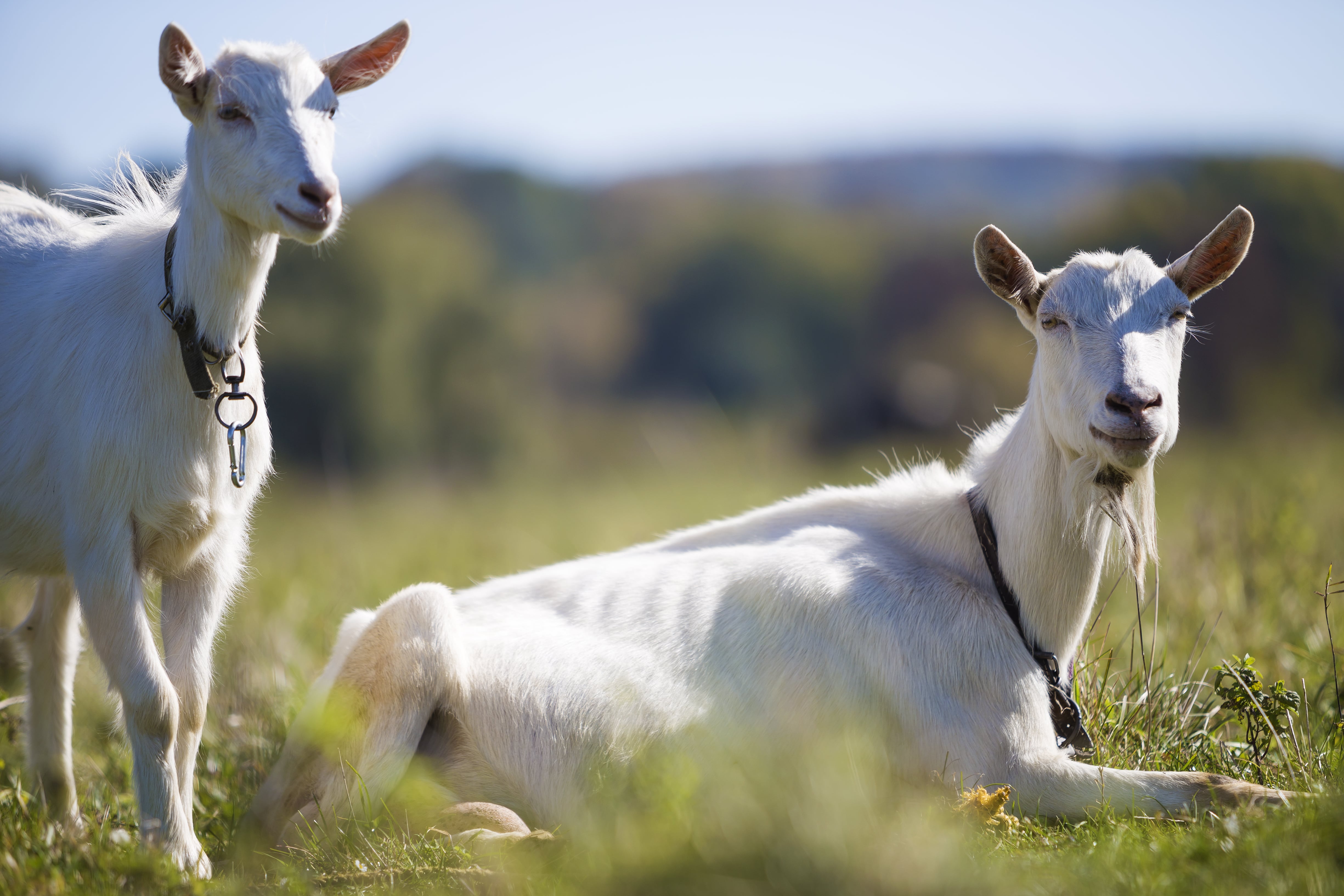 Chèvres de la ferme : la source de nos savons naturels.