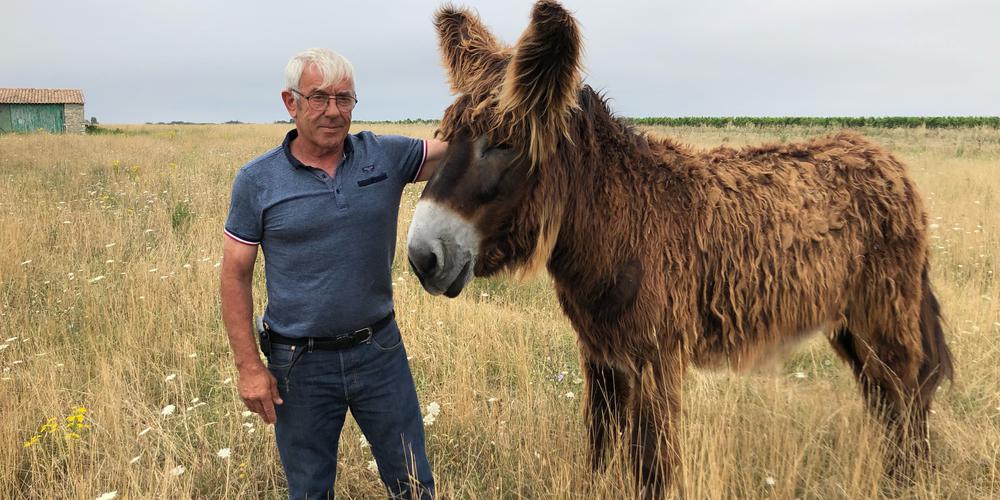 lait d'anesse eleveur ile de ré regis leau