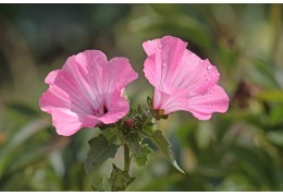 savon à la rose bienfaits