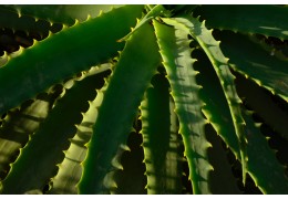 Savon à l'aloe vera pour peaux sensibles